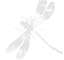 libellula libellula