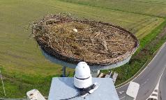 Nido con un uovo deposto dalla cicogna Nido con un uovo deposto dalla cicogna