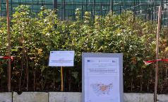 01A_IC_AcerCampestre