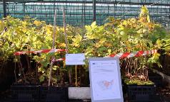 02B_IC_AcerPseudoplatanus