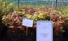 19B_IC_ViburnumOpulus