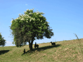 Caprette al pascolo