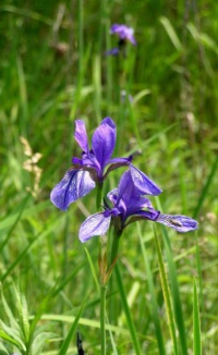 Iris