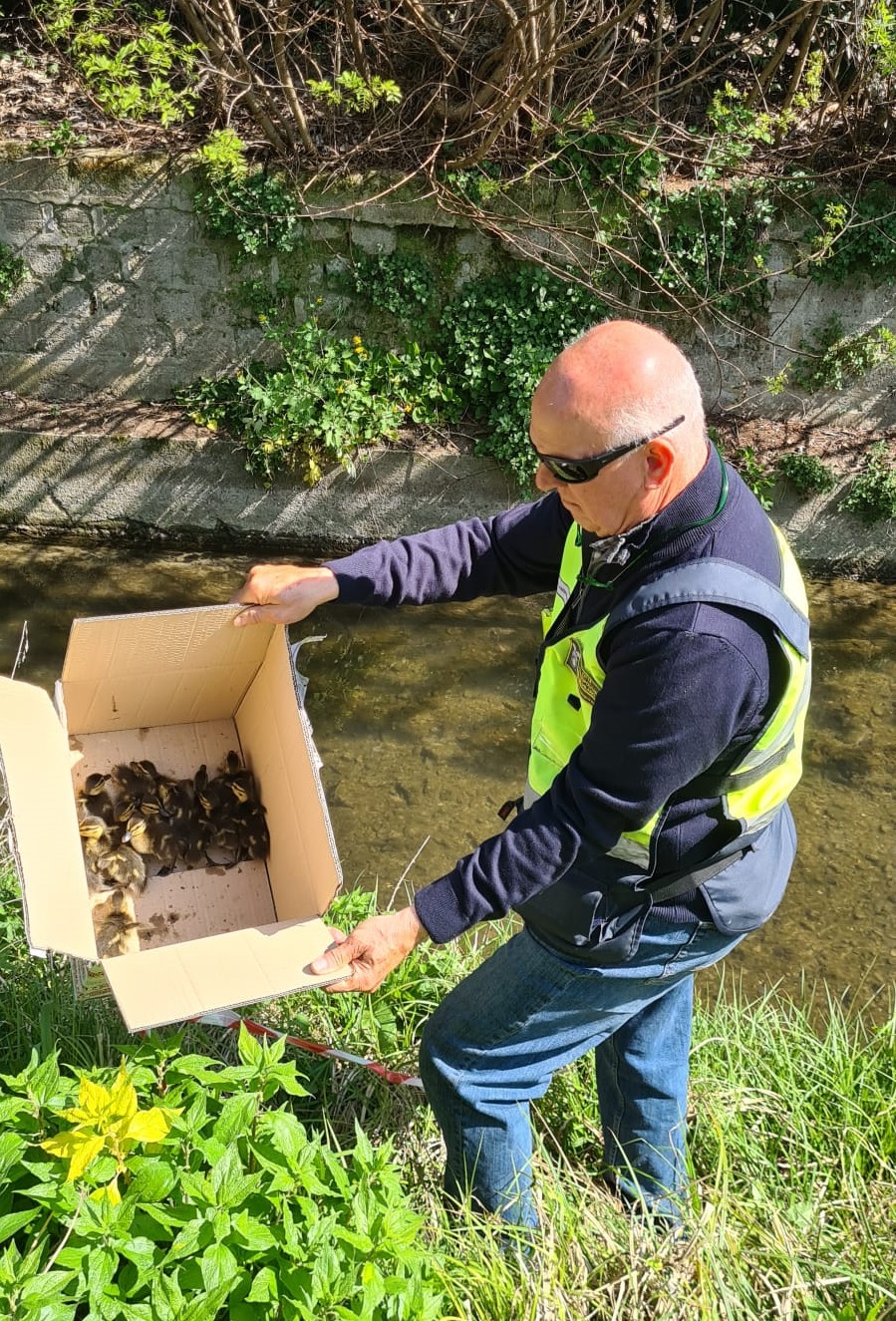 Salvataggio_anatroccoli