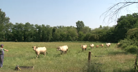 Bovine varzesi nei pascoli milanesi