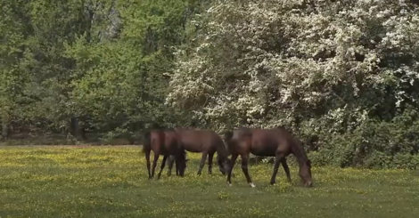 Ambiente Parco Agricolo Sud Milano