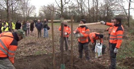 Nuova vita per gli alberi al Bosco di Bareggio