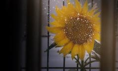 GIRASOLE INVERNO_copertina orizzontale copia GIRASOLE INVERNO_copertina orizzontale copia