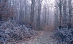 Bosco di Cusago