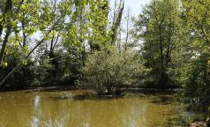 Zona umida di Pasturago di Vernate Zona umida di Pasturago di Vernate