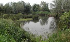 Zona umida di Pasturago di Vernate Zona umida di Pasturago di Vernate