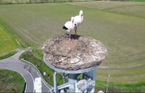 Segui in diretta streaming il nido della torre faro di Carpiano