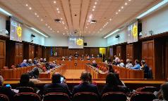 girasoli11 girasoli11